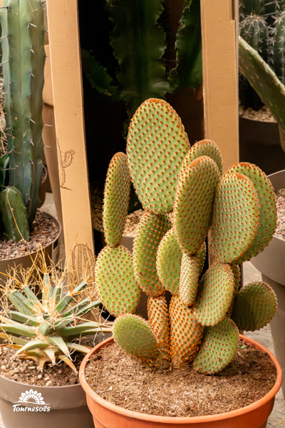 L'Opuntia microdasys, également appelée cactus oreilles de Mickey.